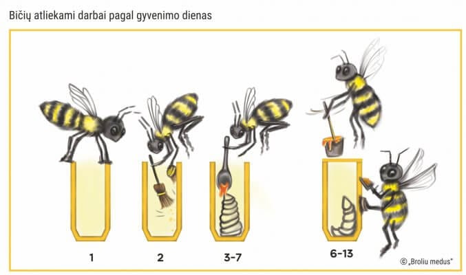 Bičių atliekami darbai pagal gyvenimo dienas