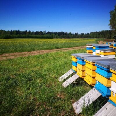 transport of bee colonies
