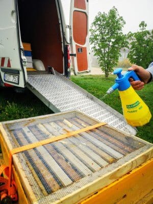 Bees are the most welcome "tenants" 4 brolių bitės
