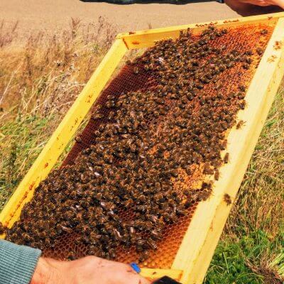 Bičių duonelės gydomosios savybės naudingos ne tik bitėms, bet ir žmonėms.