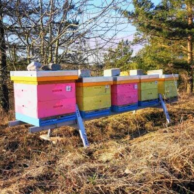 A beekeeper's first date 2 pirmas medus