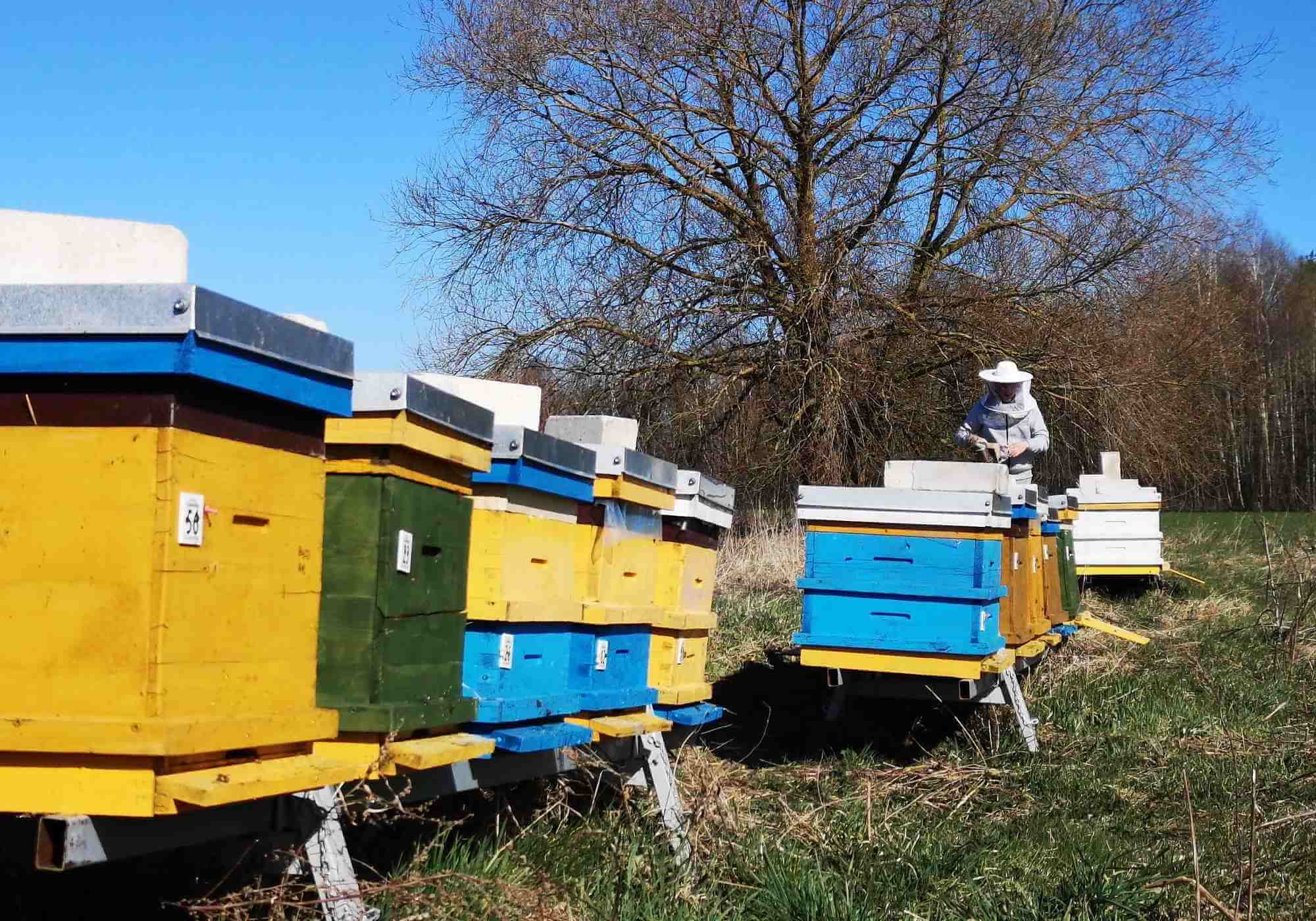 A beekeeper's first date 1 a beekeeper's first date