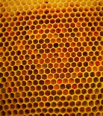 Benefits, properties and uses of bee bread 4 Bičių duona virstančios pollen