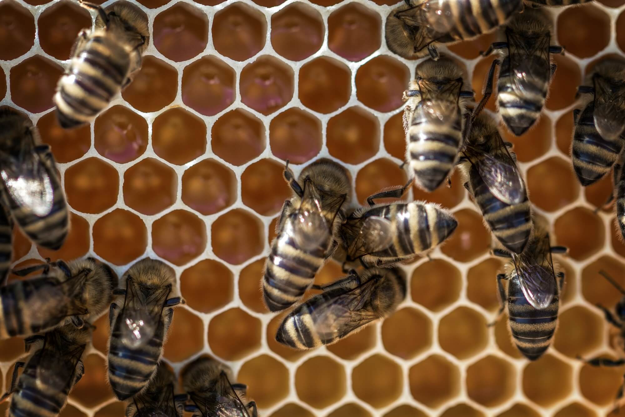 Lietuviškas medus 47 Bees cover