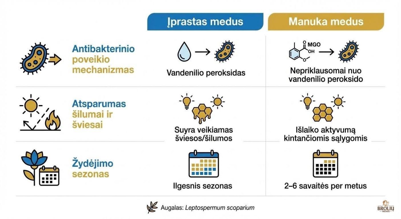 Manuka medus: kas tai, nauda sveikatai, MGO reikšmė ir kaip išsirinkti 2 iprastasmedus